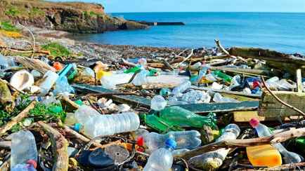 В Австралии нашли грибы, «поедающие» пластик. Это как?