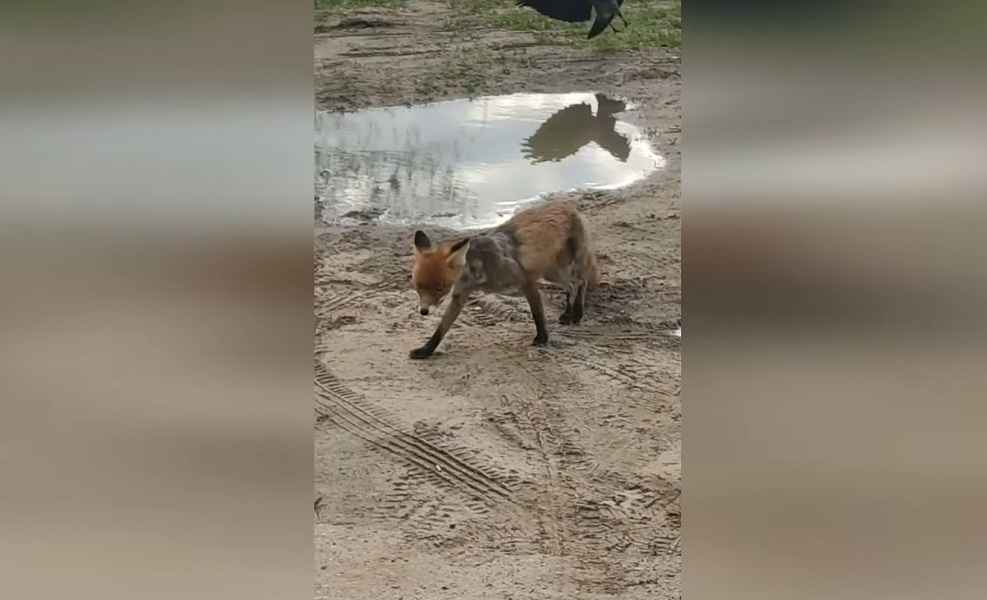 «Давай, уходи-уходи!» — В Гродно лиса прибежала к людям. Но даже вороны были против