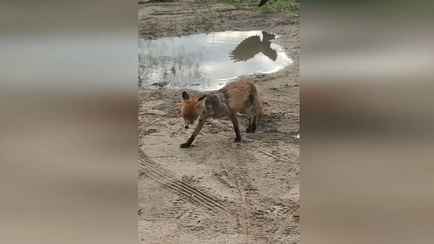 «Давай, уходи-уходи!» — В Гродно лиса прибежала к людям. Но даже вороны были против
