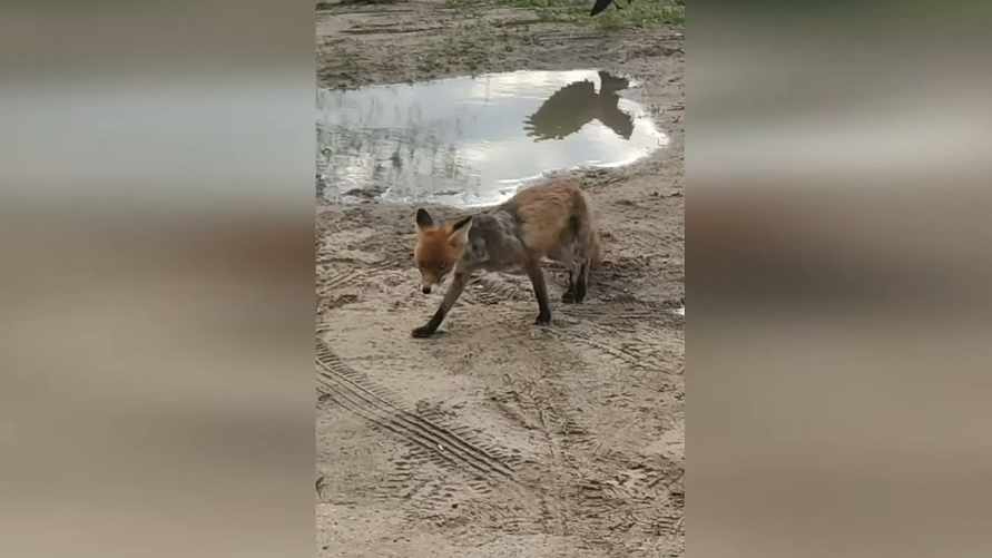 «Давай, уходи-уходи!» — В Гродно лиса прибежала к людям. Но даже вороны были против