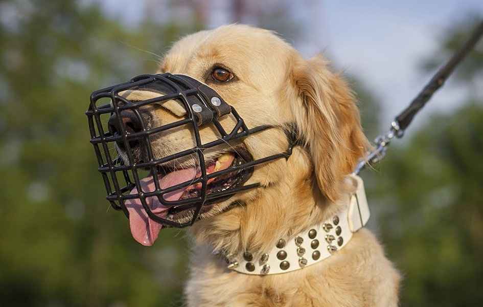 Штраф до 1100 рублей. Кого из белорусов и как наказывают за выгул собак без намордника?