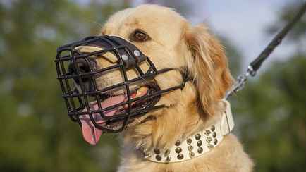 Штраф до 1100 рублей. Кого из белорусов и как наказывают за выгул собак без намордника?