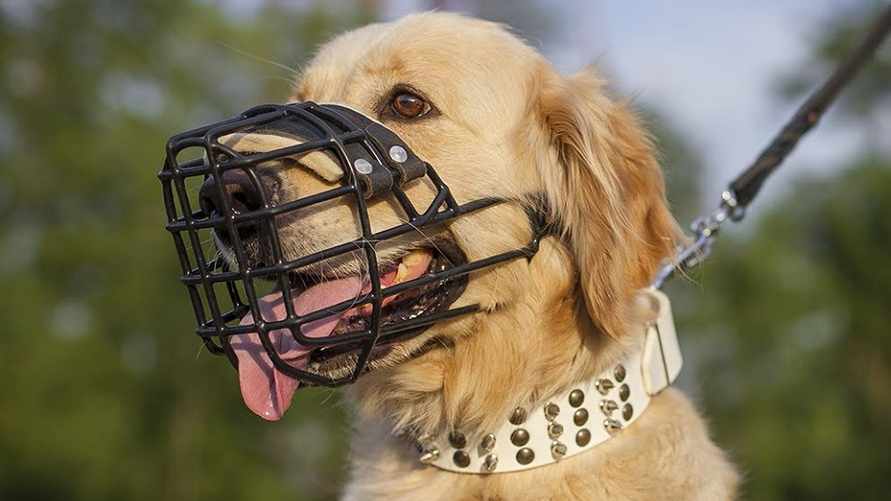 Штраф до 1100 рублей. Кого из белорусов и как наказывают за выгул собак без намордника?