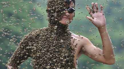 Что делать белорусу, если его укусило насекомое на природе? Зависит от «обидчика»