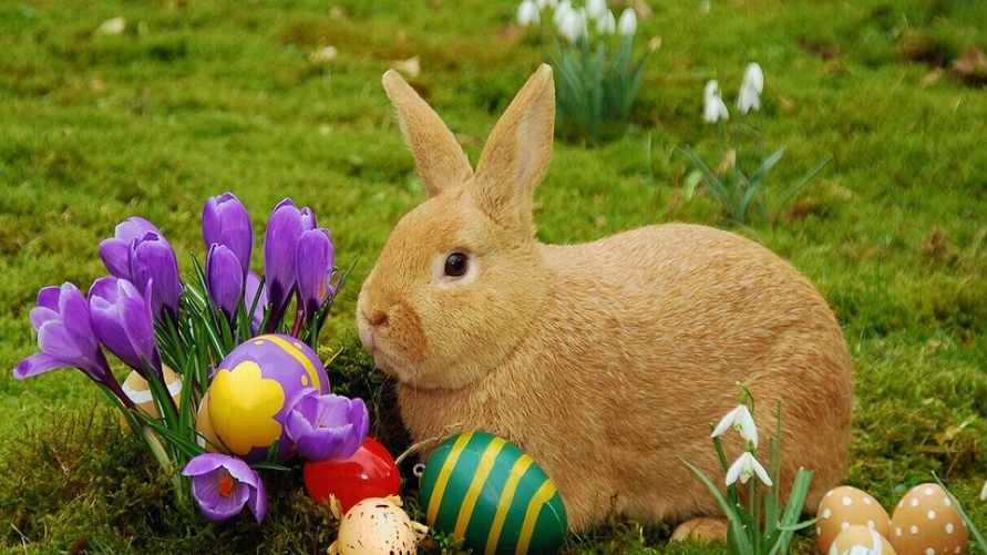 Как появился пасхальный кролик? У него очень странная история