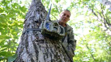В лесах Беларуси устанавливают скрытые камеры для слежки за любителями березового сока. За что штрафуют?