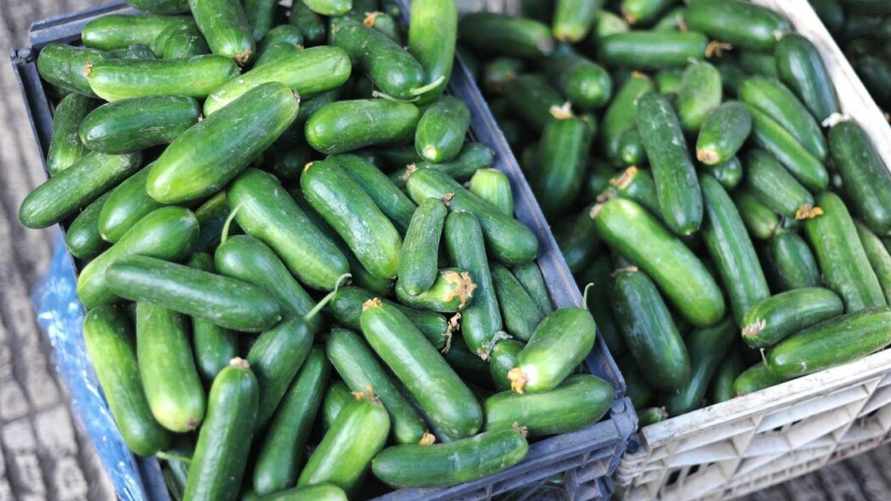 Нет светильников — В Минсельхозе рассказали, почему в белорусских магазинах не хватает 2 тыс. тонн огурцов