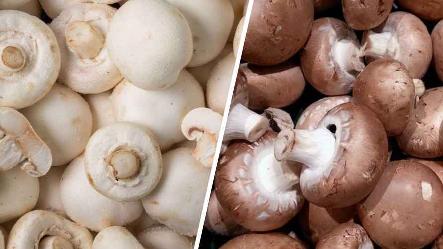 Белые и коричневые шампиньоны отличаются не только цветом, но и ароматом.