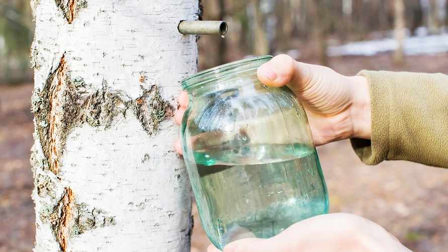 Кому из белорусов нельзя пить березовый сок? Рассказал врач