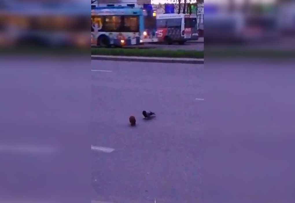 «Эх, потэпал!» – В Гродно сердобольная ворона помогла ежику перейти дорогу