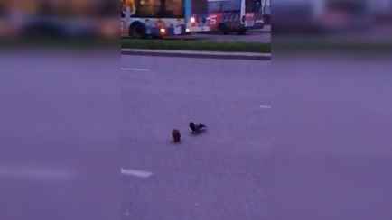 «Эх, потэпал!» – В Гродно сердобольная ворона помогла ежику перейти дорогу