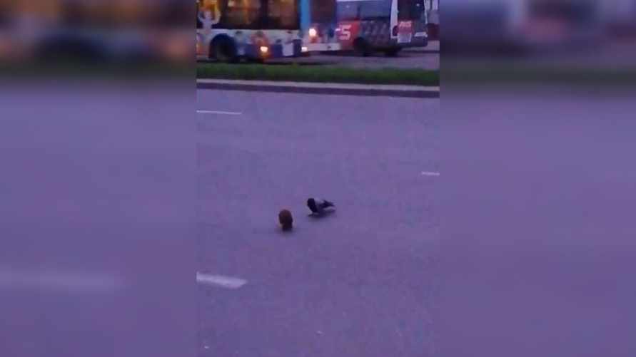 «Эх, потэпал!» – В Гродно сердобольная ворона помогла ежику перейти дорогу