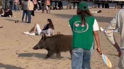 Дикий кабан пришел на людный пляж искупаться. Как реагировать в таких случаях?