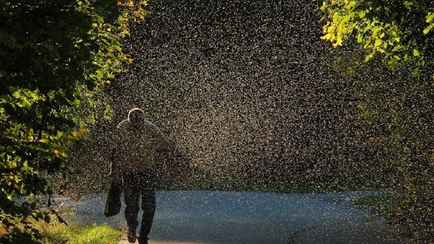 Юг Беларуси атаковали тучи мошкары. Почему опасны?