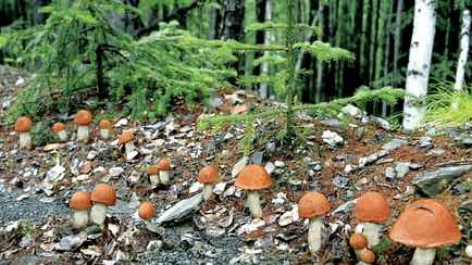Будет ли этот год в Беларуси грибным? Эксперт рассказал об одном важном признаке