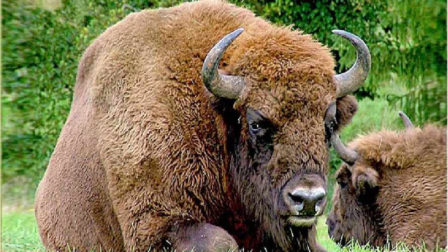 Минчанин застрелил под Гомелем зубра и пытался скрыть тушу. Какой срок дали?