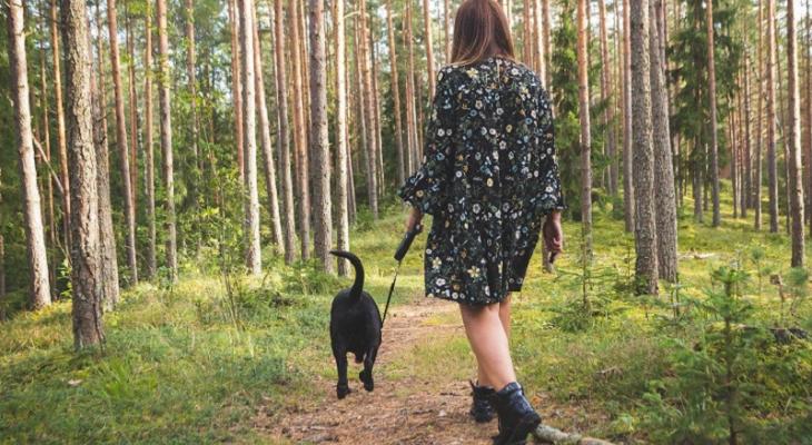 В 53 районах Беларуси ограничили посещение лесов