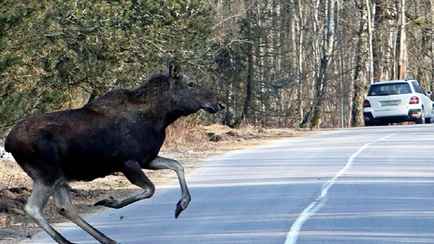 До трёх лет тюрьмы. Как поступать белорусам в случае ДТП с животным