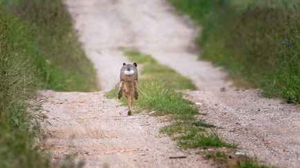 Фото странного животного произвело фурор в соцсетях. Кто это такой?