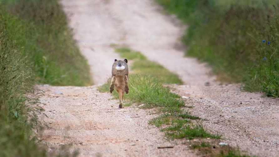 Фото странного животного произвело фурор в соцсетях. Кто это такой?