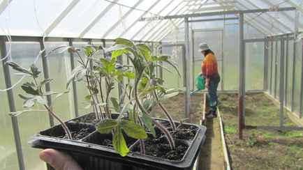 Как белорусам обогреть теплицу при майских заморозках? Поможет дешёвый лайфхак из TikTok