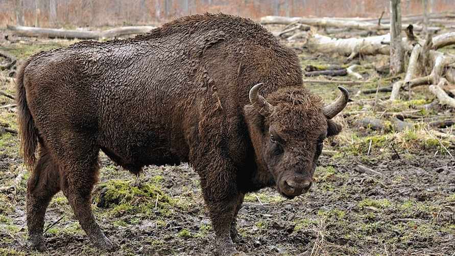 Фото используется в качестве иллюстрации, wikipedia.org