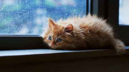 Доберется ли мокрый снег из Литвы до Беларуси? В Белгидромете пообещали температурные качели от 0° до 23°C