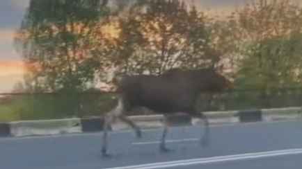«Думал, что словил глюк» — В Гродно на улице заметили лося
