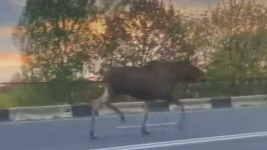 "Думал, что словил глюк" - В Гродно на улице заметили лося