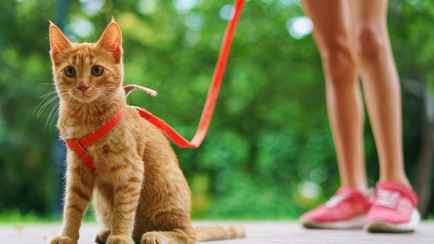 Штраф до 1110 рублей. В ЖКХ напомнили владельцам котов и собак об обязанности, которую мало кто соблюдает