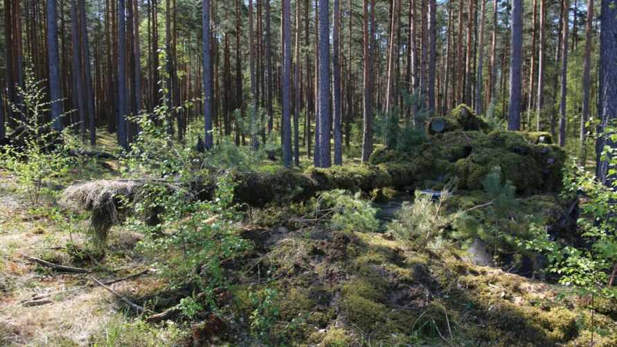 В Минобороны Беларуси показали, как замаскировали танки в лесах на границе