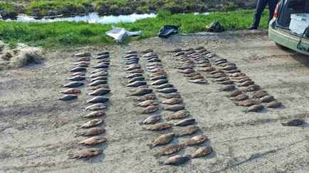 14430 рублей штрафа и лишение свободы. В инспекции рассказали, на чем попадаются белорусские рыбаки