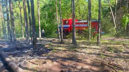 Вход «платный»? Минлесхоз запретил посещение лесов в половине Беларуси