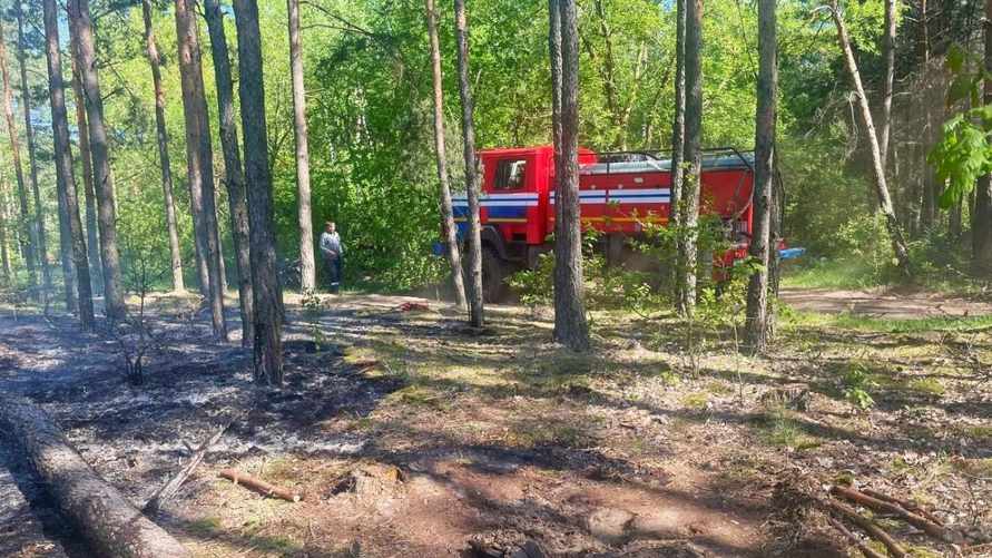 Вход "платный"? Минлесхоз запретил посещение лесов в половине Беларуси