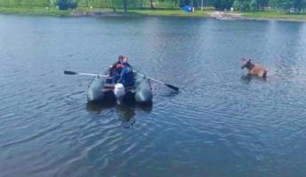 «Просто находился в воде» — В МЧС рассказали о судьбе лося, купавшегося в Минске