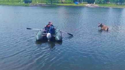 «Просто находился в воде» — В МЧС рассказали о судьбе лося, купавшегося в Минске