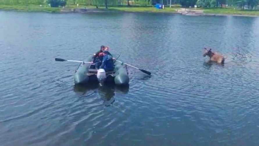"Просто находился в воде" - В МЧС рассказали о судьбе лося, купавшегося в Минске
