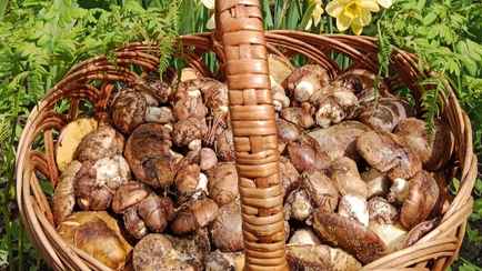 В Беларуси начался сезон маслят и подберезовиков. Где пошли и можно ли их есть?
