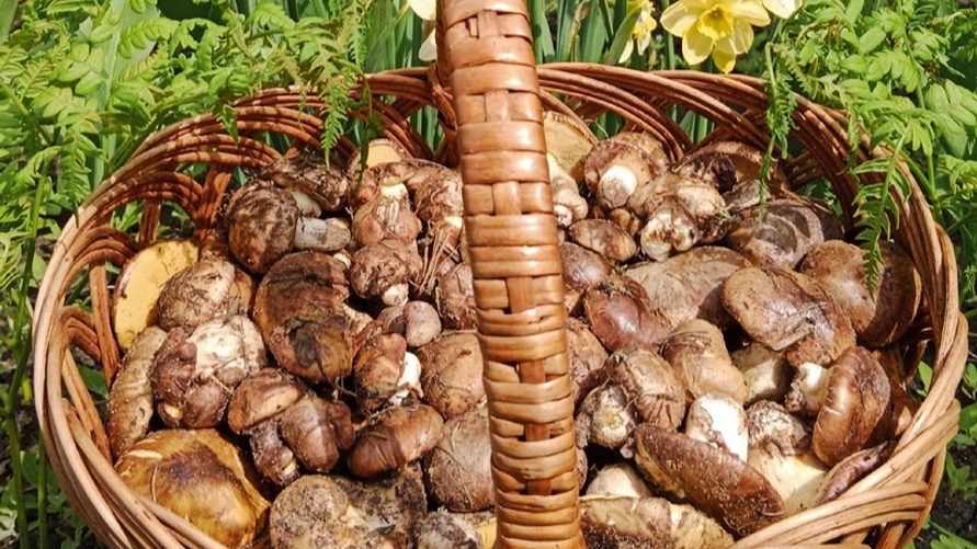 В Беларуси начался сезон маслят и подберезовиков. Где пошли и можно ли их есть?