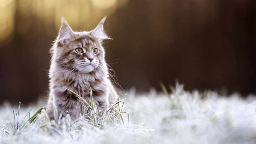 Ещё и настоящий минус. Белгидромет ухудшил прогноз погоды на 4-6 мая в дополнение к снегу