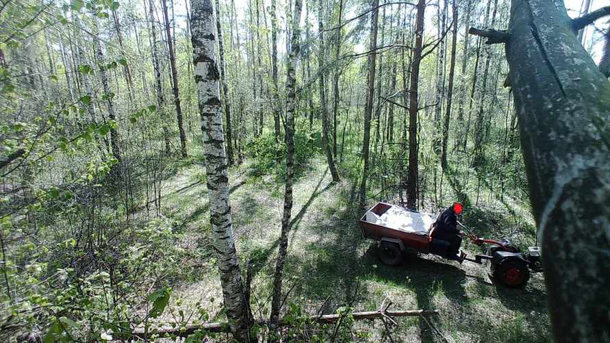 В белорусских лесах появились «кочующие» фотоловушки. Кого ловят и за что?
