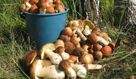 В июне в белорусских лесах появится много ложных грибов. Как отличить от настоящих боровиков и лисичек?