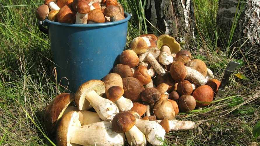 В июне в белорусских лесах появится много ложных грибов. Как отличить от настоящих боровиков и лисичек?