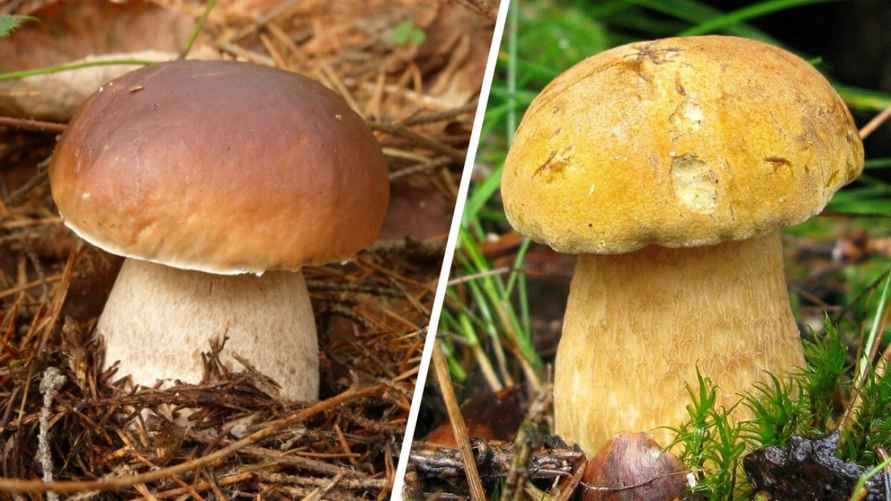 Слева — съедобный боровик, справа — ложный
