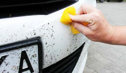 Как смыть насекомых с авто, не повредив краску? Эти ошибки допускают многие белорусы