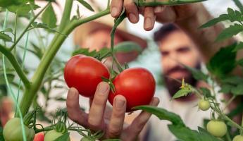 Как белорусским дачникам повысить урожай помидоров? Дорогие удобрения заменит сорняк, который растёт на каждом углу