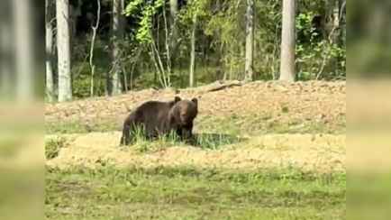 «Здоровый какой!» — В Беларуси вновь засняли на видео гуляющего вдоль трассы медведя