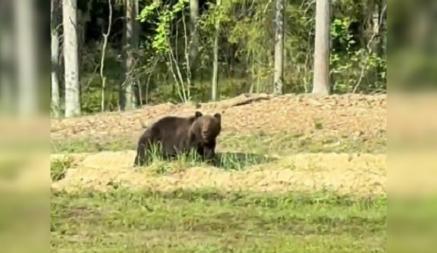 «Здоровый какой!» — В Беларуси вновь засняли на видео гуляющего вдоль трассы медведя