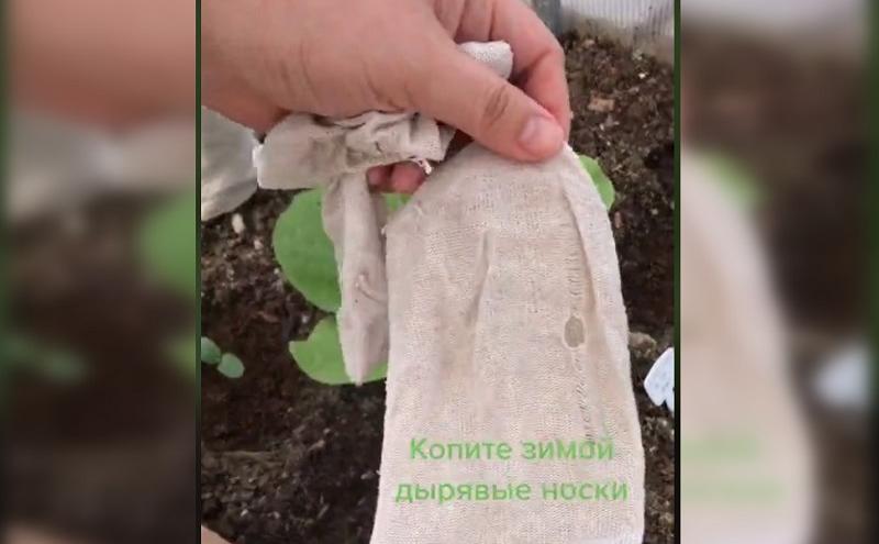 Многие огородники, которые пытались собственными силами вырастить пекинскую