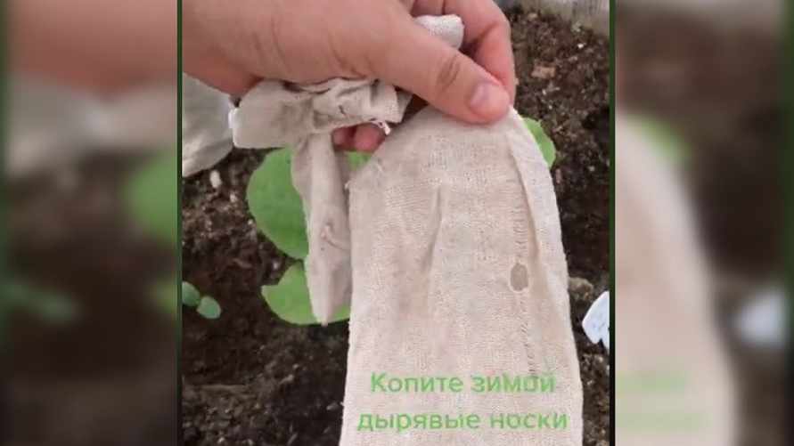 Зачем агроблогеры весь год копят дырявые носки? Вот как их используют на грядках